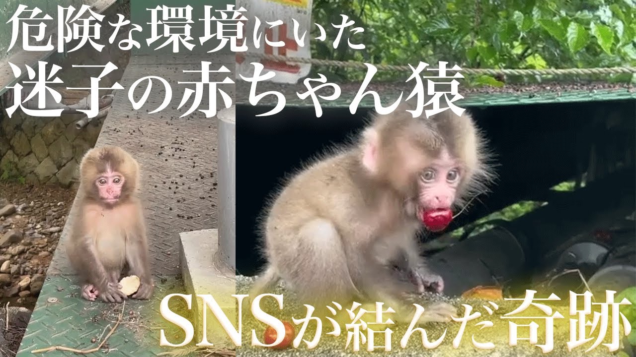 SNSの投稿により拡散された迷子の赤ちゃん猿・・・ひとりぼっちで生き抜いた奇跡の物語　そしてだいの大冒険が始まった！