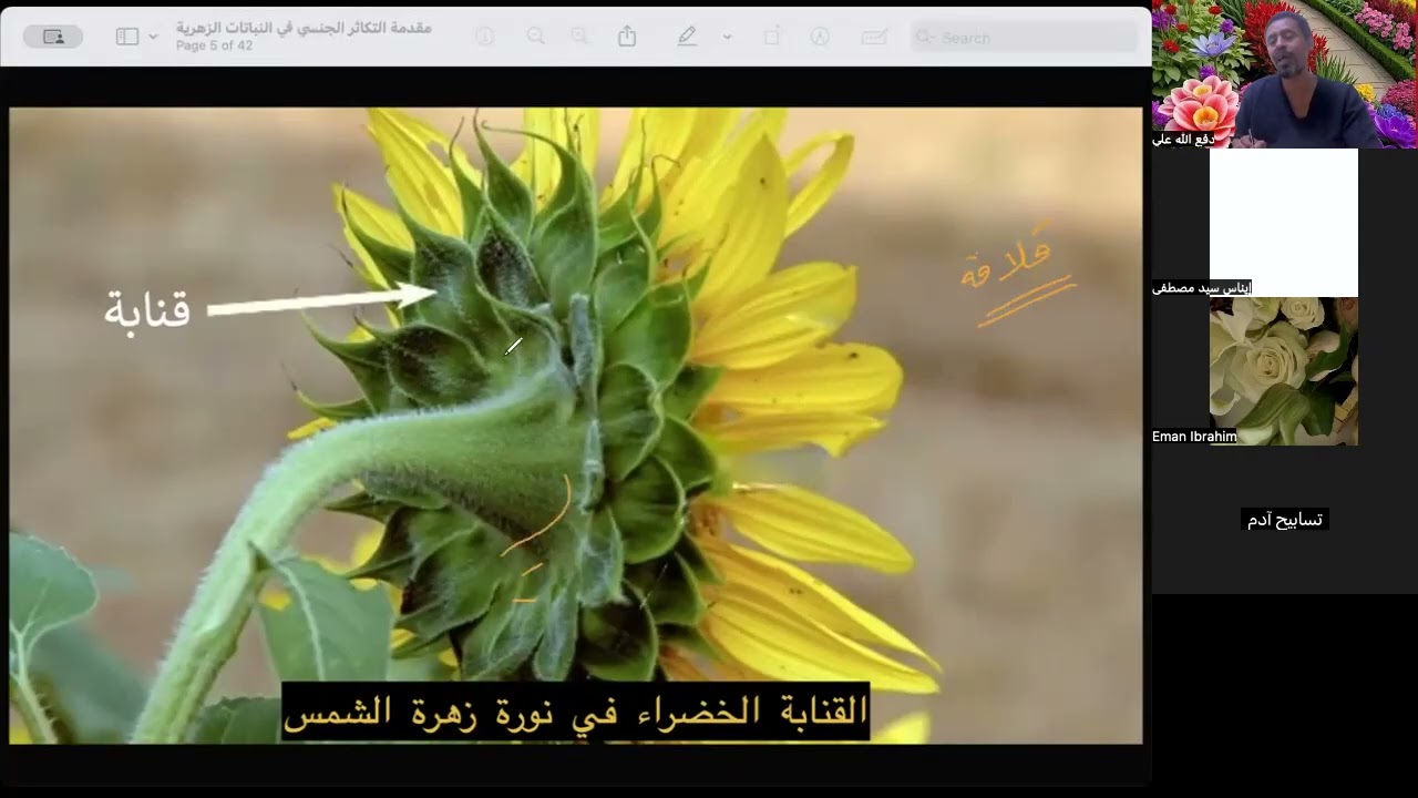 مقدمة التكاثر في النباتات الزهرية | حصص الشهادة السودانية