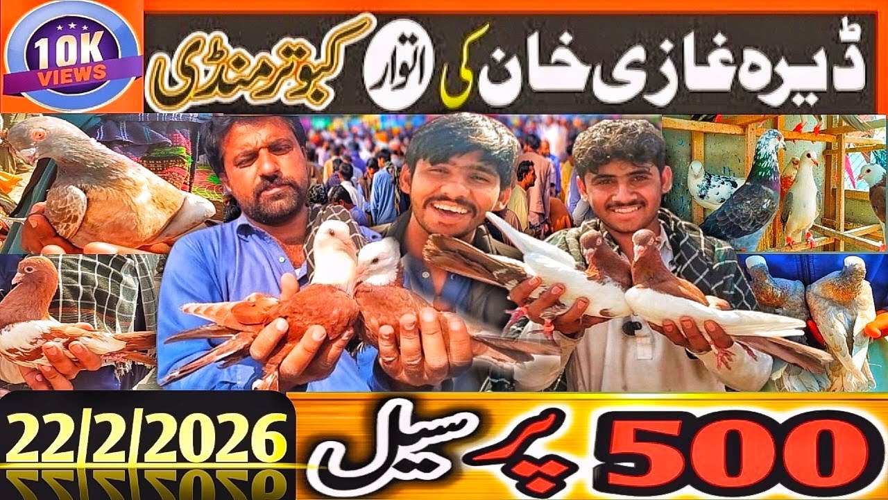 Kabootar Mandi | DGKhan Latest Update | DGKhan Kabutar Mandi | Pigeon Market 500 SeLL SpeciaL 