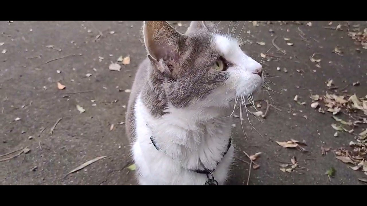 Old Cats Having A Walk