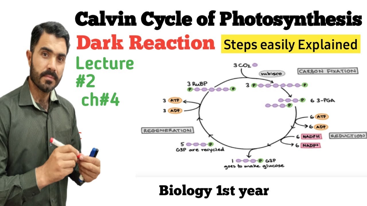 Calvin Cycle Dark Reaction Steps easily explained Lecture 2 ch# 4 in Urdu Hindi by Dr Hadi