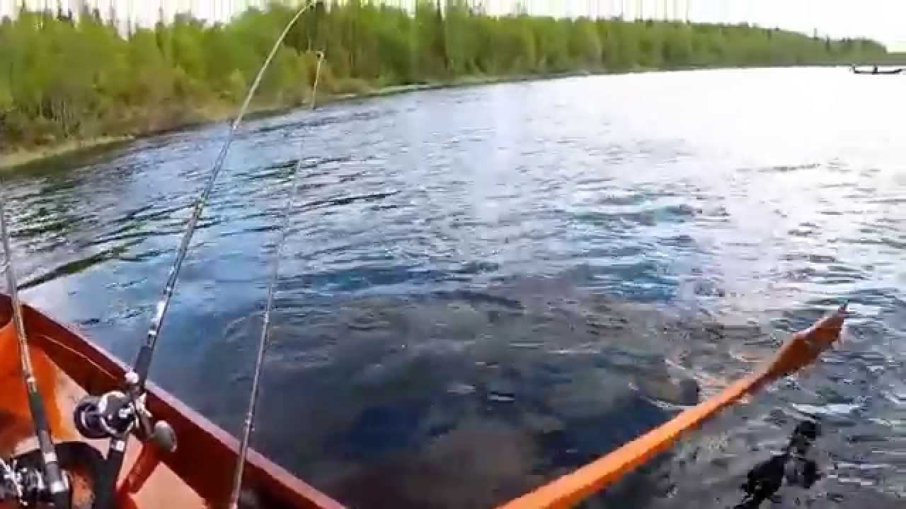 Tornionjoki. 15.1 kg