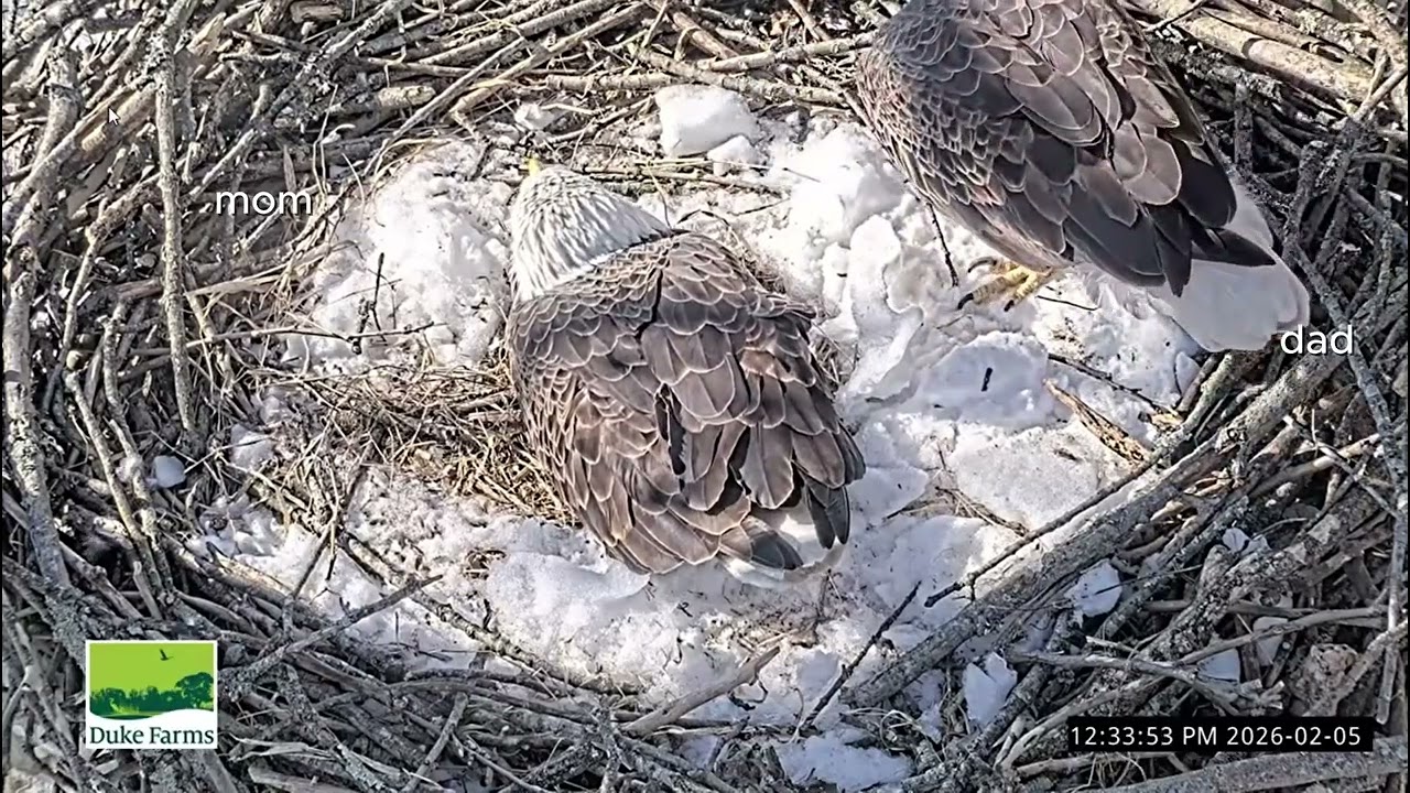 Duke Farms Eagle Cam: 2026.02.05