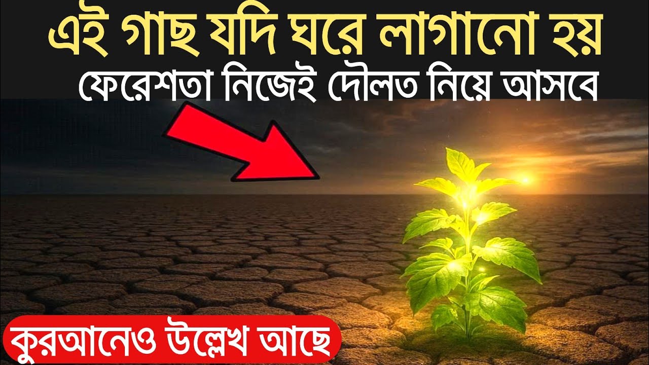 এই গাছ ঘরে লাগালে রিজিকে বরকত হবে | The Holy Basil Plant In Islam | mralimi