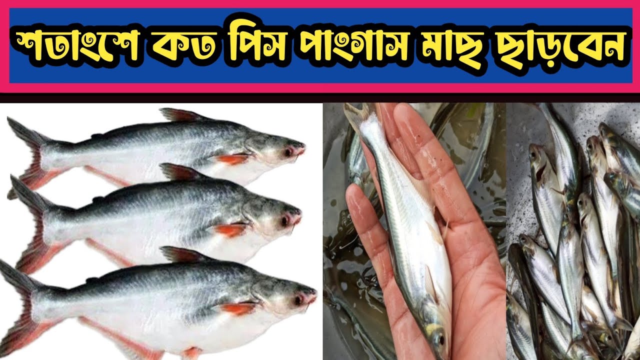 শতকে কত পিস পাংগাস মাছের পোনা  ছাড়া  যায়। পাংগাস মাছ চাষ সঠিক পদ্ধতি।