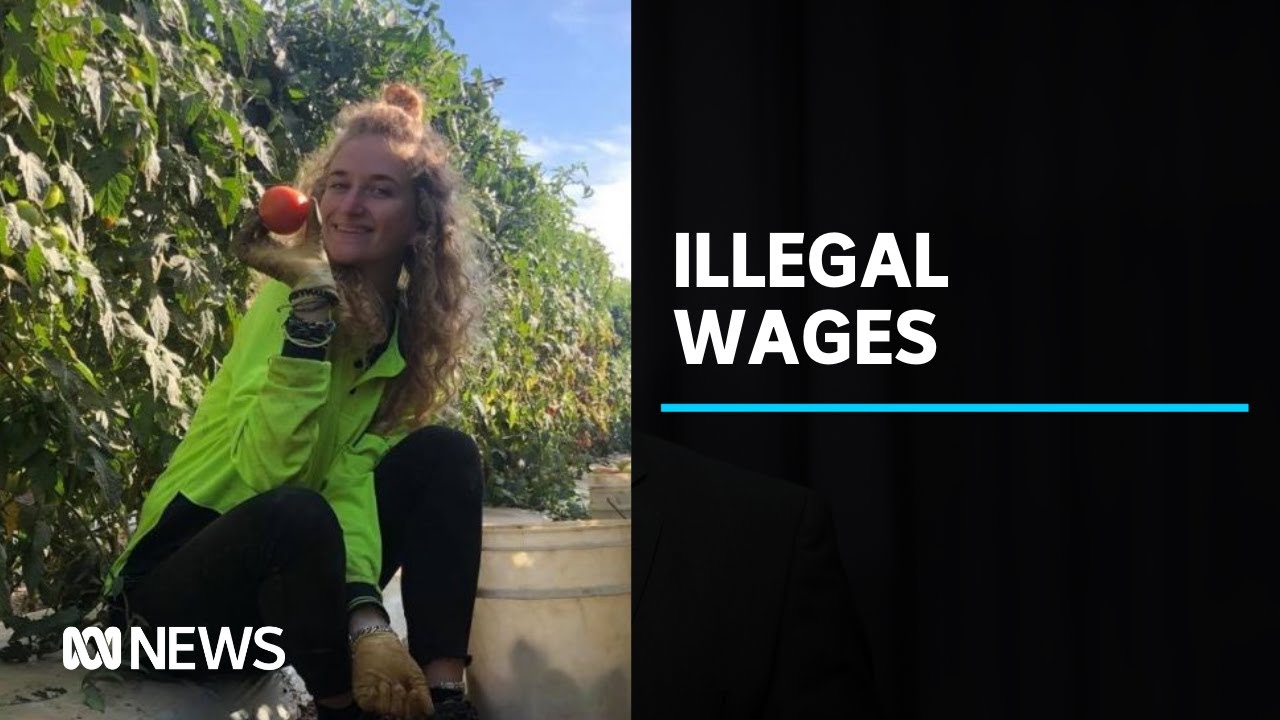 Backpackers warn of dodgy labour hire providers paying them illegal wages | ABC News