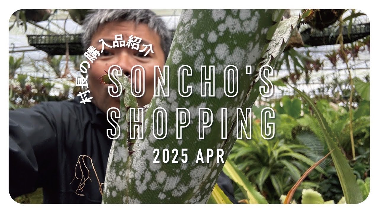 【購入品】最近買った観葉植物を紹介‼️