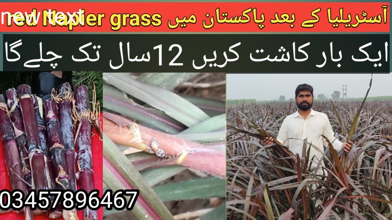 Australian Red Napier grass jo milke proses ko barhat ha. /#agriculture