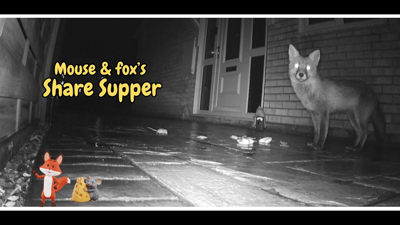 2 Fox & 1 Mouse Eat Supper