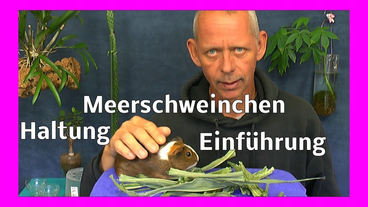 Meerschweinchen Haltung Pflege Füttern einfach, aber mit Verantwortung