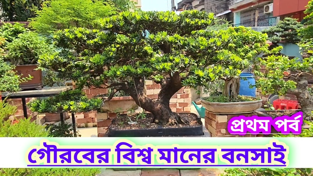 গৌরবের বিশ্ব মানের বনসাই||প্রথম পর্ব||International Standard Bonsai Of Gourab Majumdar||First Part||