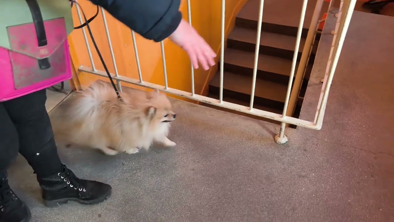 01.02.2026 Zawody Nosework Polska z Nosework Łódź, kl2, Ewa i Lando, pojazdy 