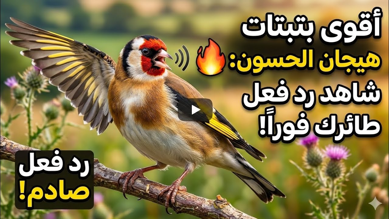 أقوى بتبتات هيجان الحسون: شغلها وشاهد رد فعل طائرك فوراً! 🔥