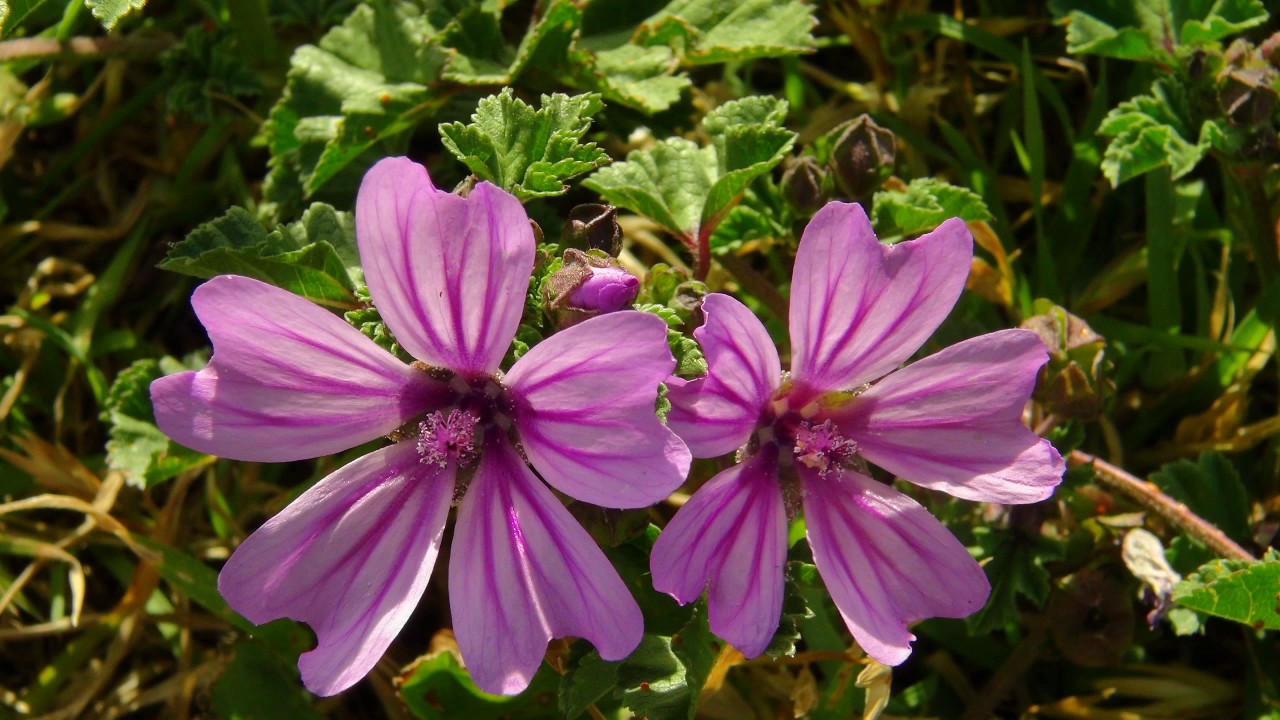 El Cerro del T&iacute;o P&iacute;o