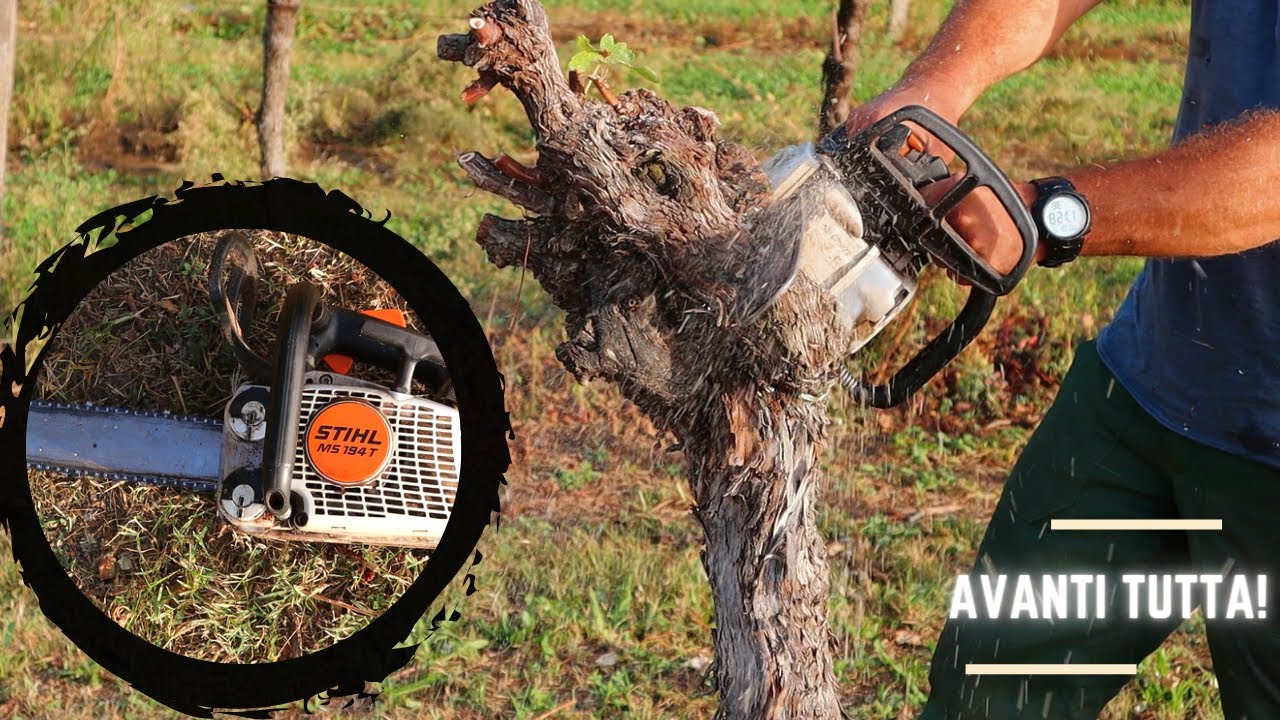 Facciamo LEGNA con la MOTOSEGA (Stihl 194T)🪚. ESTIRPO del VECCHIO VIGNETO