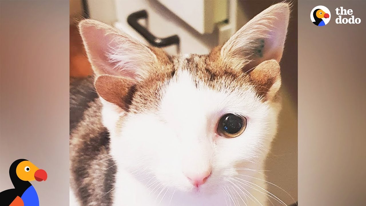 Cat With 4 Ears Loves Helping Foster Kittens - FRANKENKITTEN | The Dodo