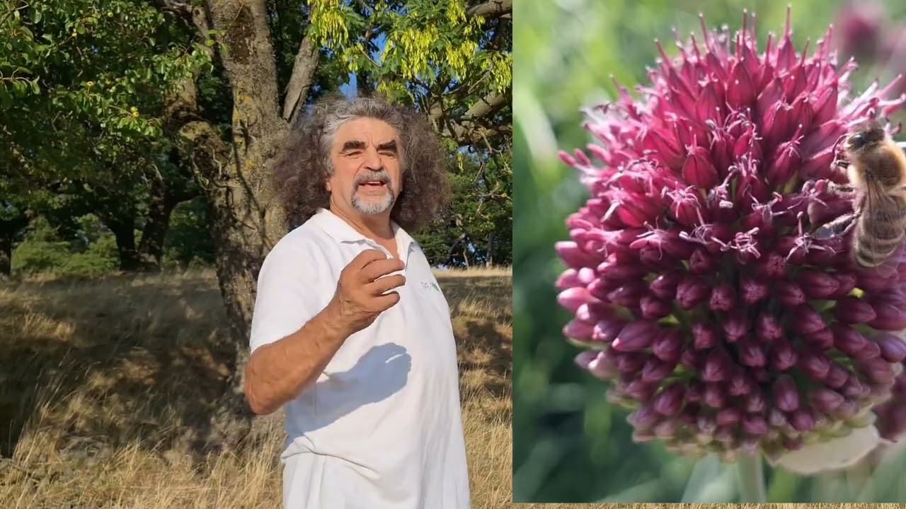 Botanikus kertben, mezőn - 510. - bunkós hagyma (Allium sphaerocephalon)