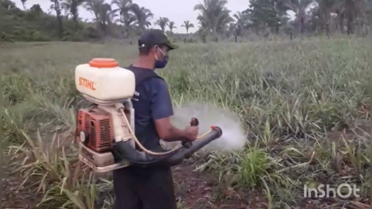 Abacaxi p&eacute;rola: Aplica&ccedil;&atilde;o de herbicida para controle do mato.