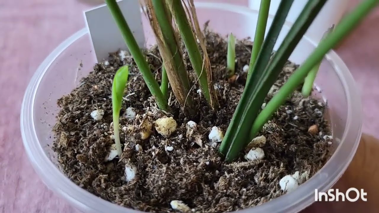 Посылка. Аспидистра Элатиор. Хойя Ретуза. 10.04.2024.