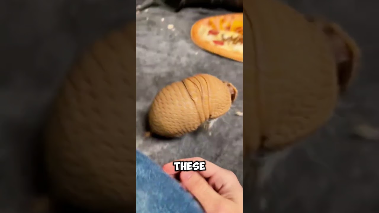 Ten facet ma ARMADILLO jako ZWIERZĘTA DOMOWEGO 😱 #szorty