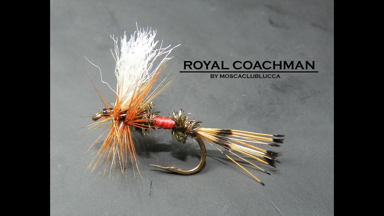 Royal Coachman