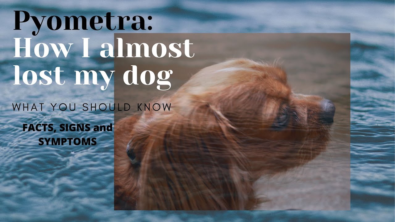 Pyometra-How I almost lost my dog.