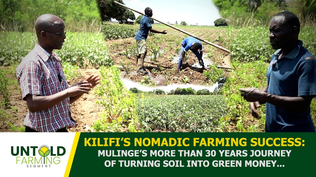 KILIFI NOMADIC FARMING SUCCESS:MULINGE'S 30 YEARS OF TURNING SOIL INTO GREEN MONEY...