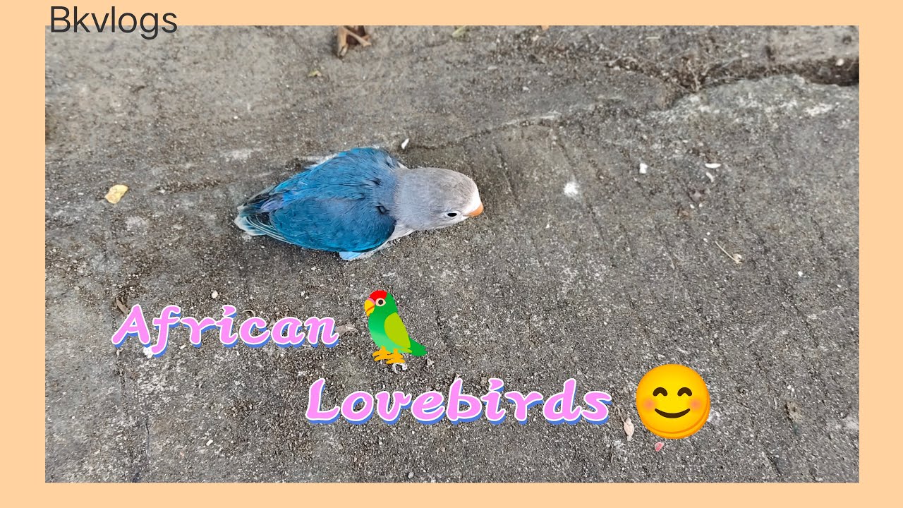 African lovebirds 🦜 feeding time ☺️ Bago Kumar vlogs is live!
