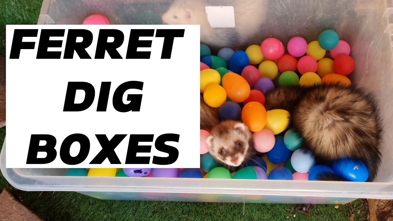Find Out The TOP10 Dig Boxes For FERRETS
