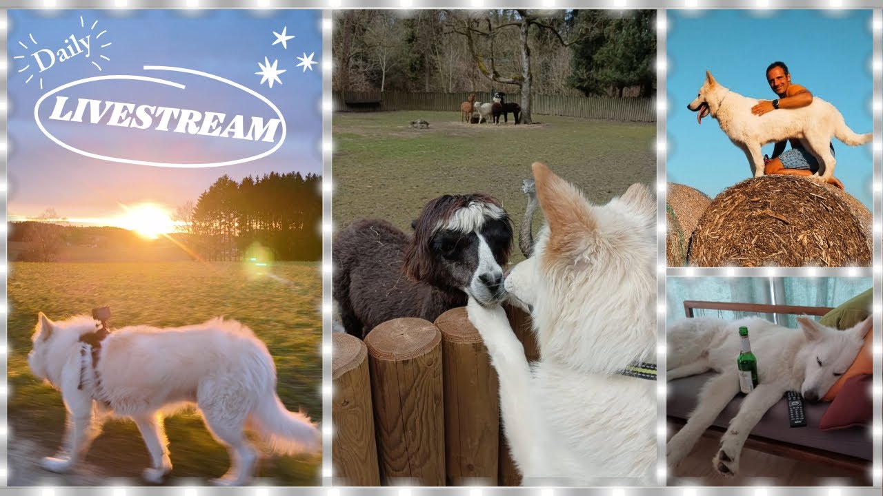 Wir sind wieder auf Spurensuche🕵️ - finden wir heute die entflohenen Kühe? 🐮