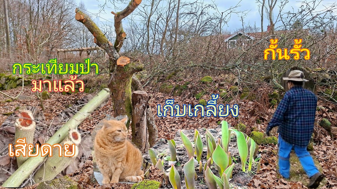 🥺รู้สึกเสียใจแต่ต้องจำใจ? กระเทียมป่ามาแล้ว🌱( เข้าสวนวันนี้ได้งานเยอะมากมีเซอร์ไพรส์)