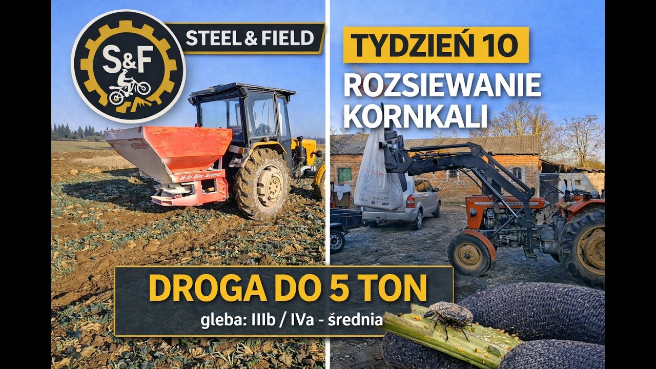 Korn-Kali 150 kg/ha w rzepaku | Ursus C330 w polu | Droga do 5 ton – tydzień 10