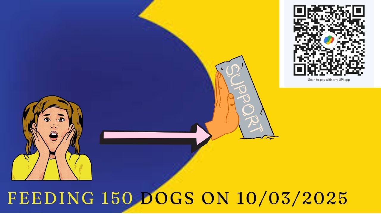 How to feed street dogs.