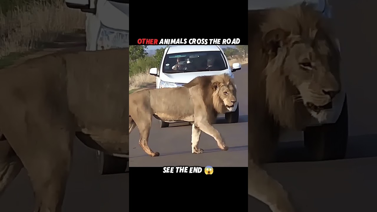 other animals road crossing vs tiger #lion #animals #shorts