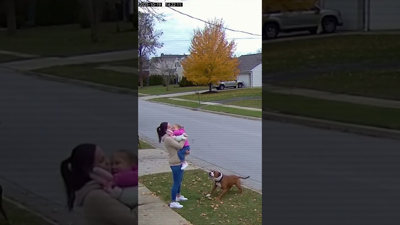 CCTV: Rottweiler Saves Mother and Child From Pitbull Attack