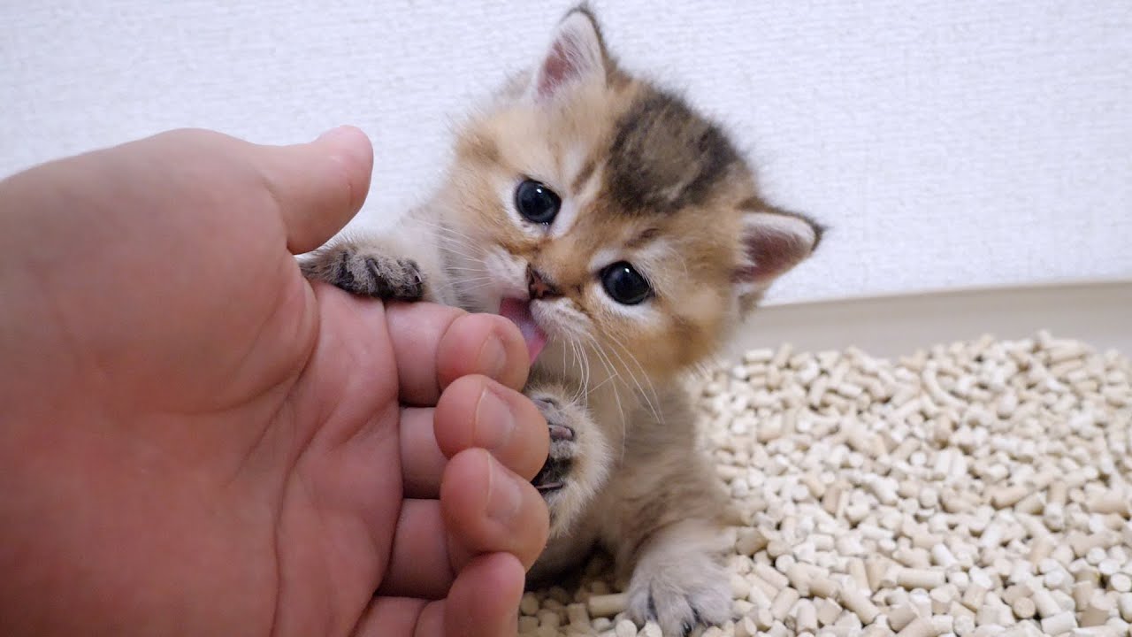 Cute kitten fascinated by the taste of its owner's fingers.