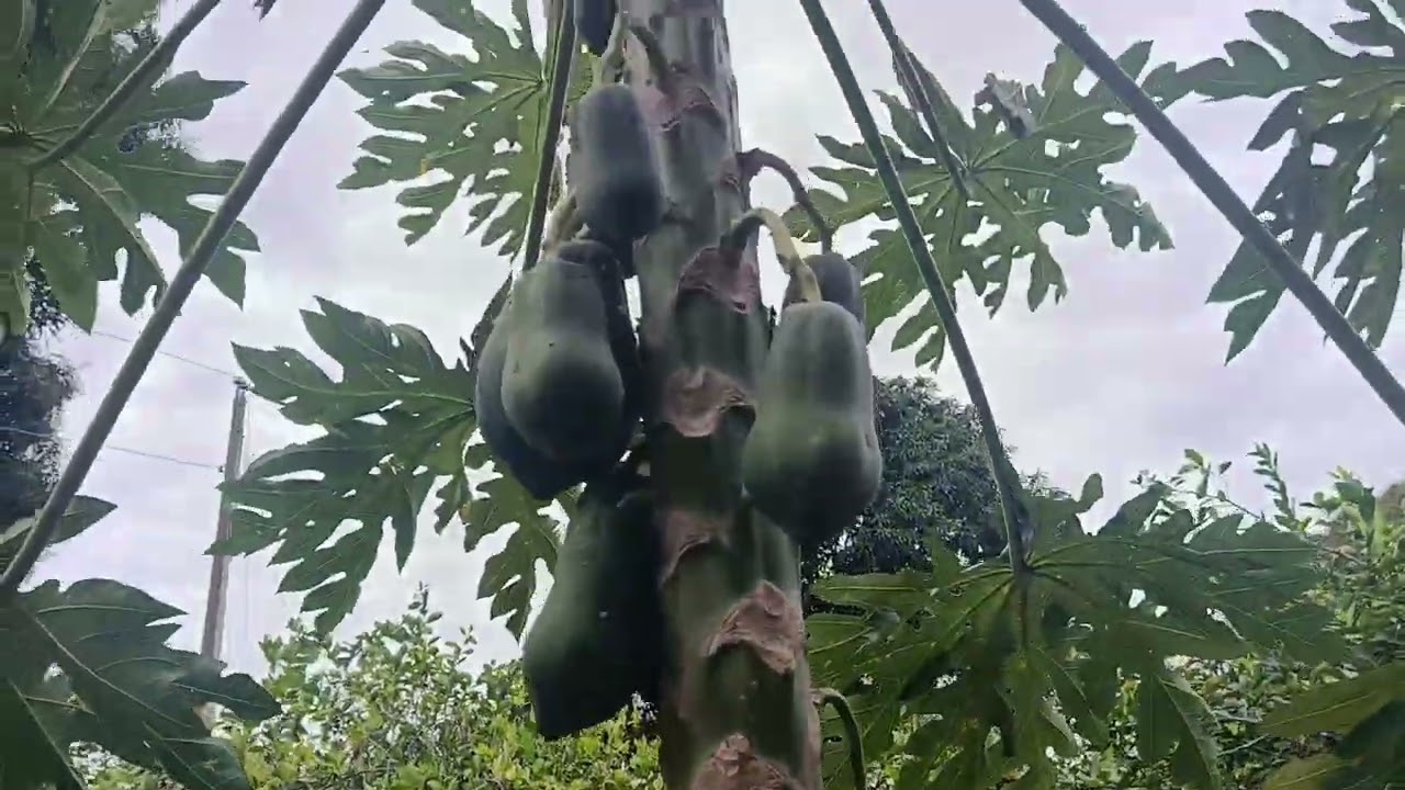 Eso es un campo lindo de hatomayor el coco ,de aquí al pueblo 