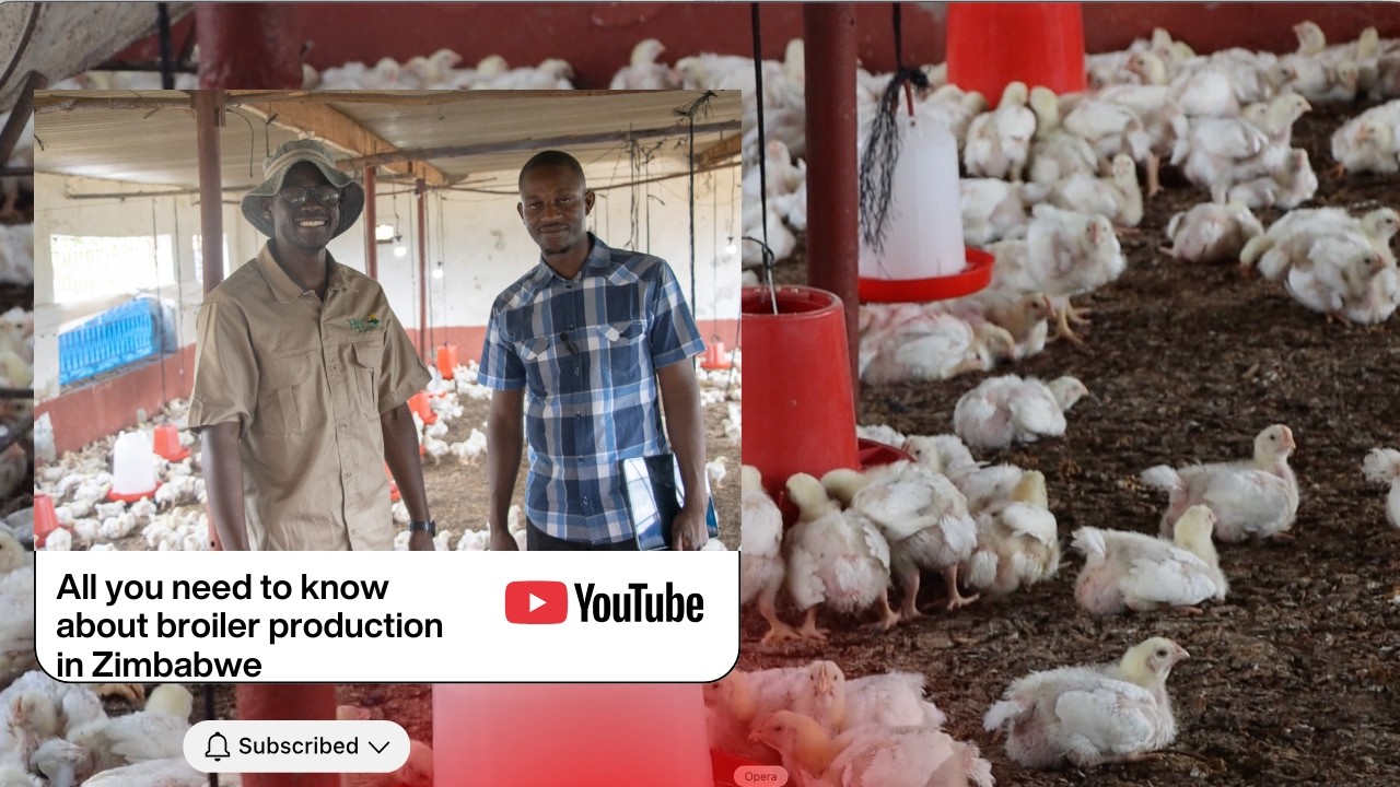 Broiler Chicken Project in Domboshava