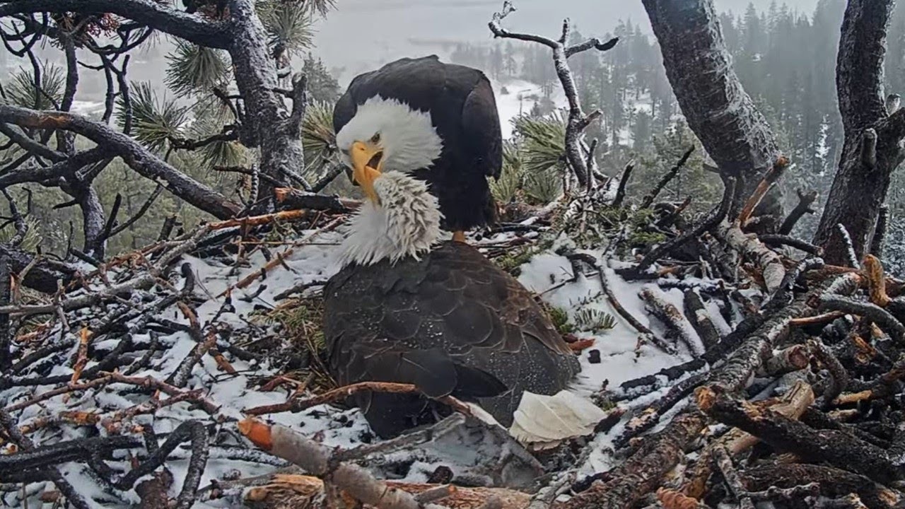 FOBBV Eagles 🦅 Shadow's sexy bed head no match for Jackie's maternal drive 😂 Awaiting pip🐣2024 Mar 3