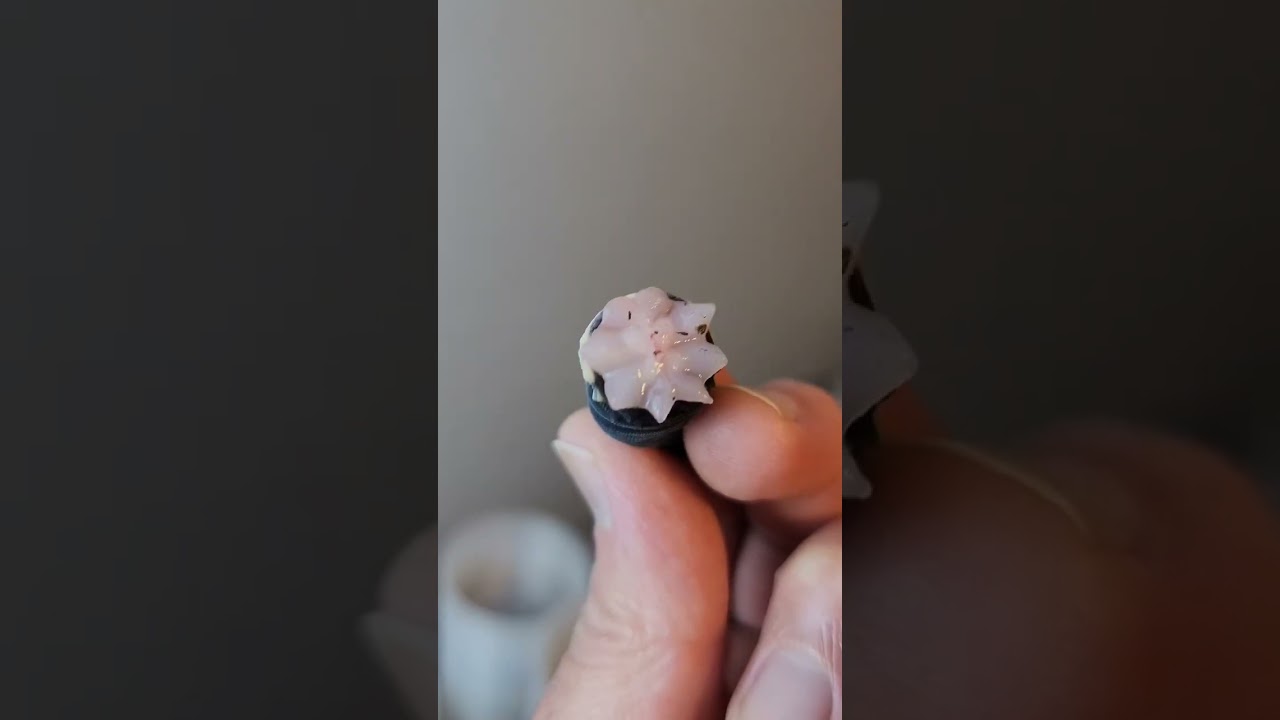Черный ночной леопардовый геккон с откидным хвостом 😮😮😮