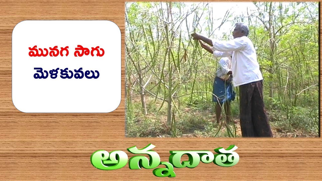 Tips for Drumstick Cultivation || EtvAnnadata