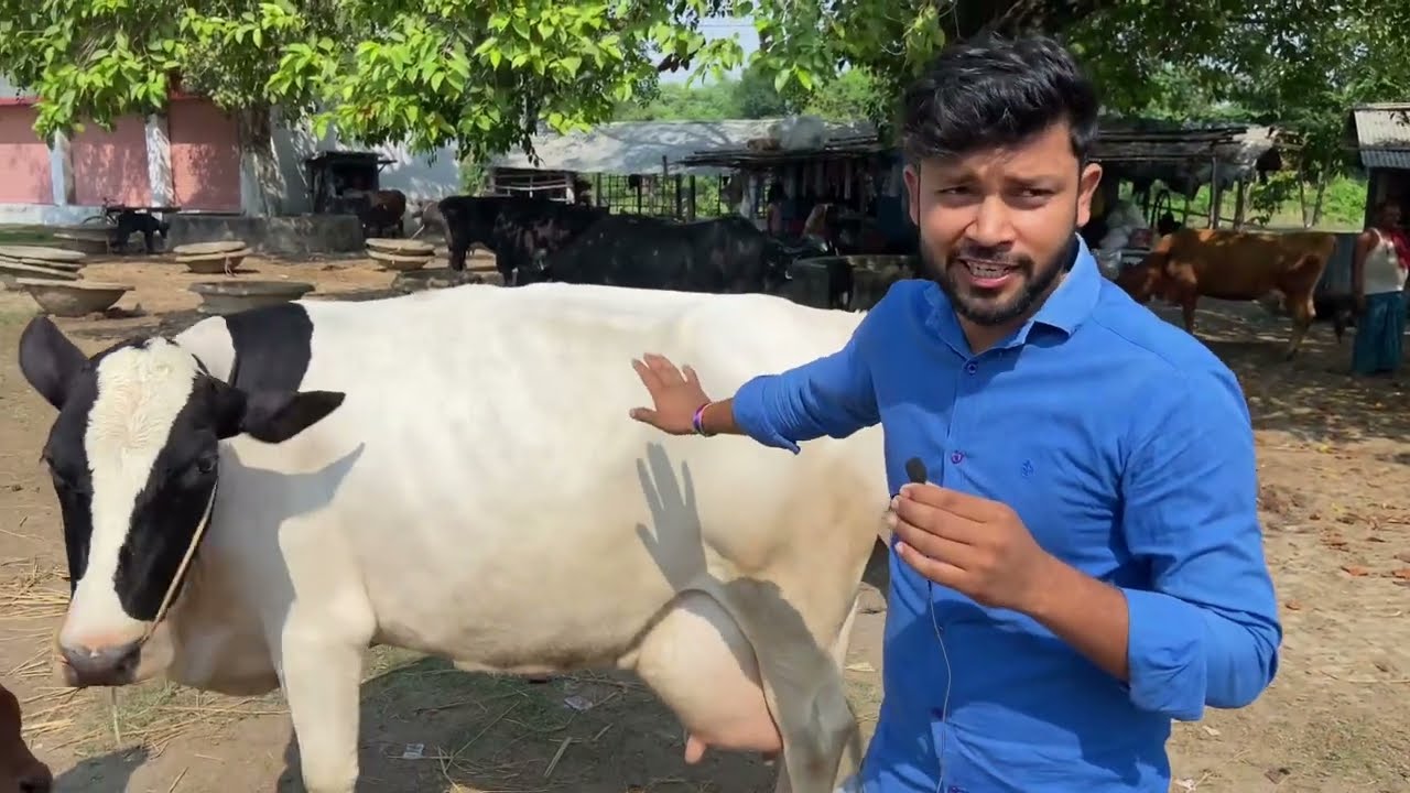 🐄🐃पशु मंडी बिहार मानसी बेगूसराय।25 लीटर वाली गाय भैंस सबसे सस्ता पशु।bihar pashu mandi