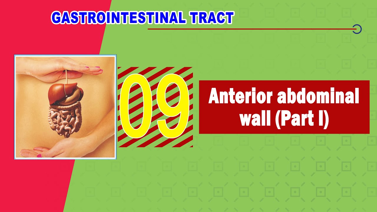 𝟎𝟗. 𝐀𝐧𝐭𝐞𝐫𝐢𝐨𝐫 𝐚𝐛𝐝𝐨𝐦𝐢𝐧𝐚𝐥 𝐰𝐚𝐥𝐥 (𝐏𝐚𝐫𝐭 𝐈) 🧱 (جدار البطن الأمامى - الجزء الأول)
