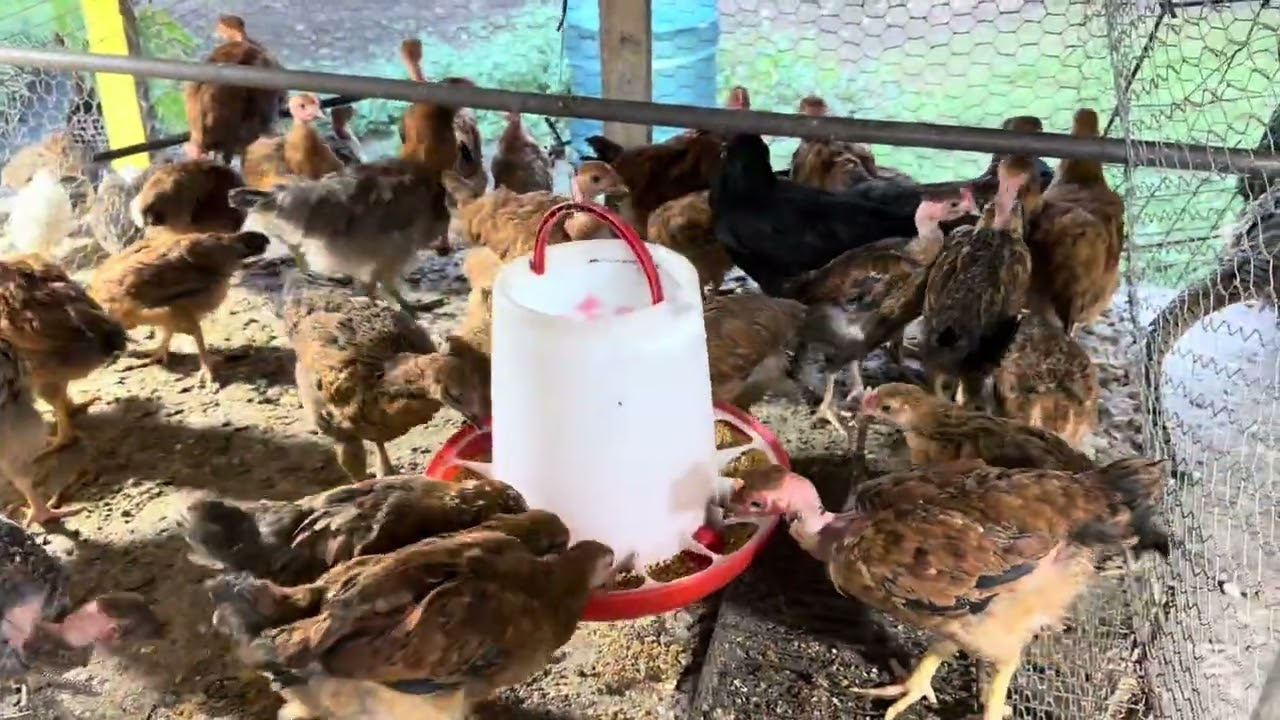 Muy grande ya los polluelos de 2 meses 🐥 🐓 #vidaconplumas 
