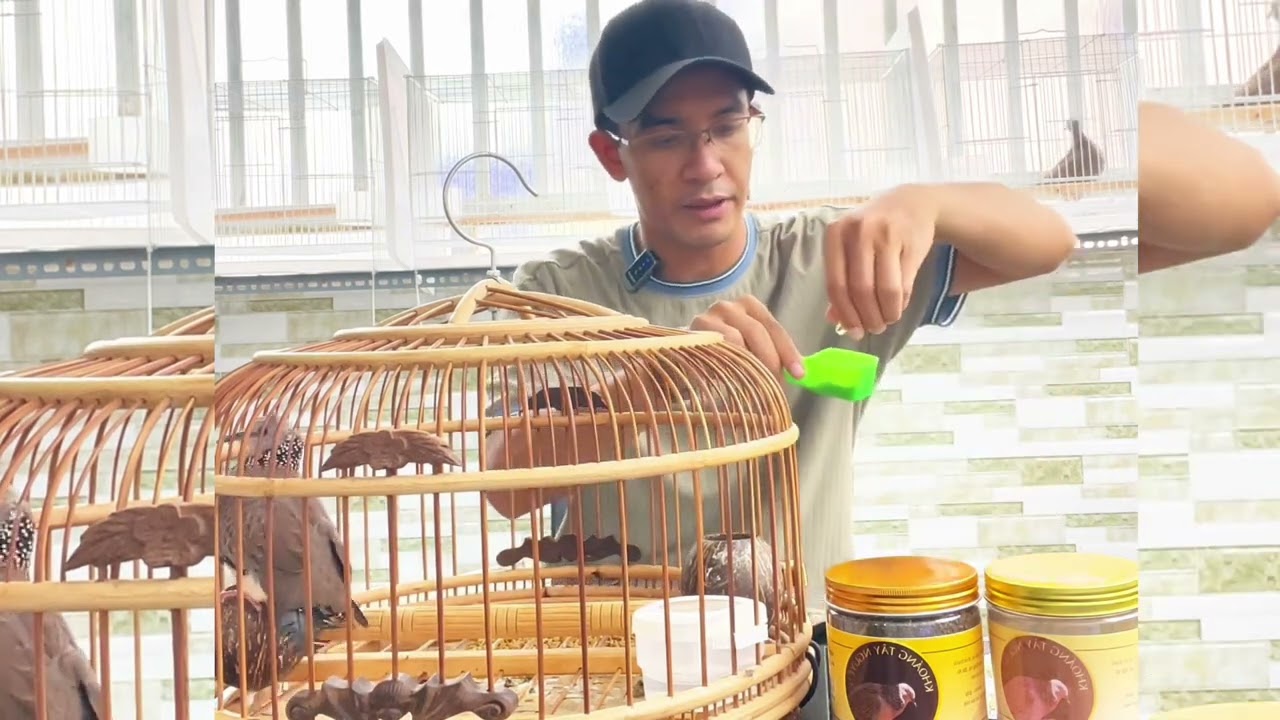 Chăm chim lông mượt