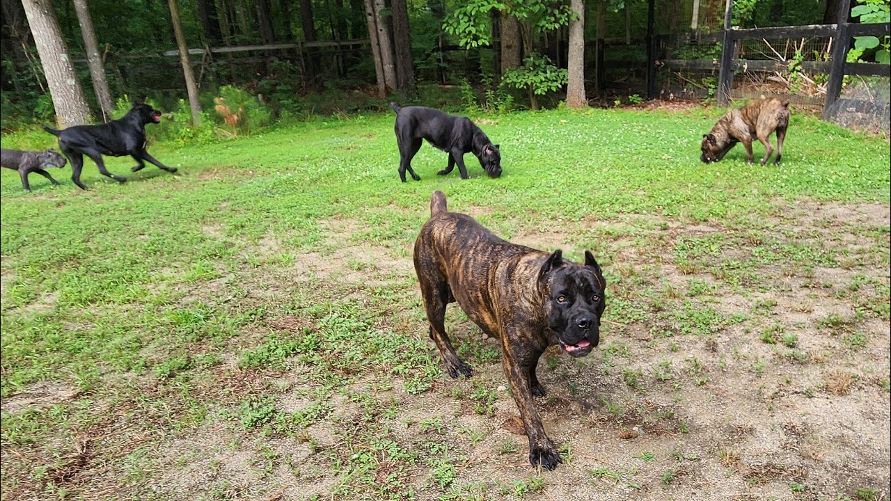6 Cane Corso play hard after the rain