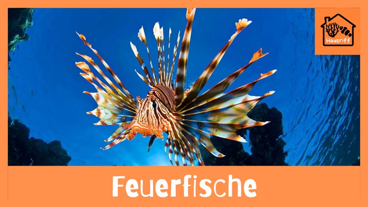 Wie halte ich Feuerfische im Meerwasseraquarium