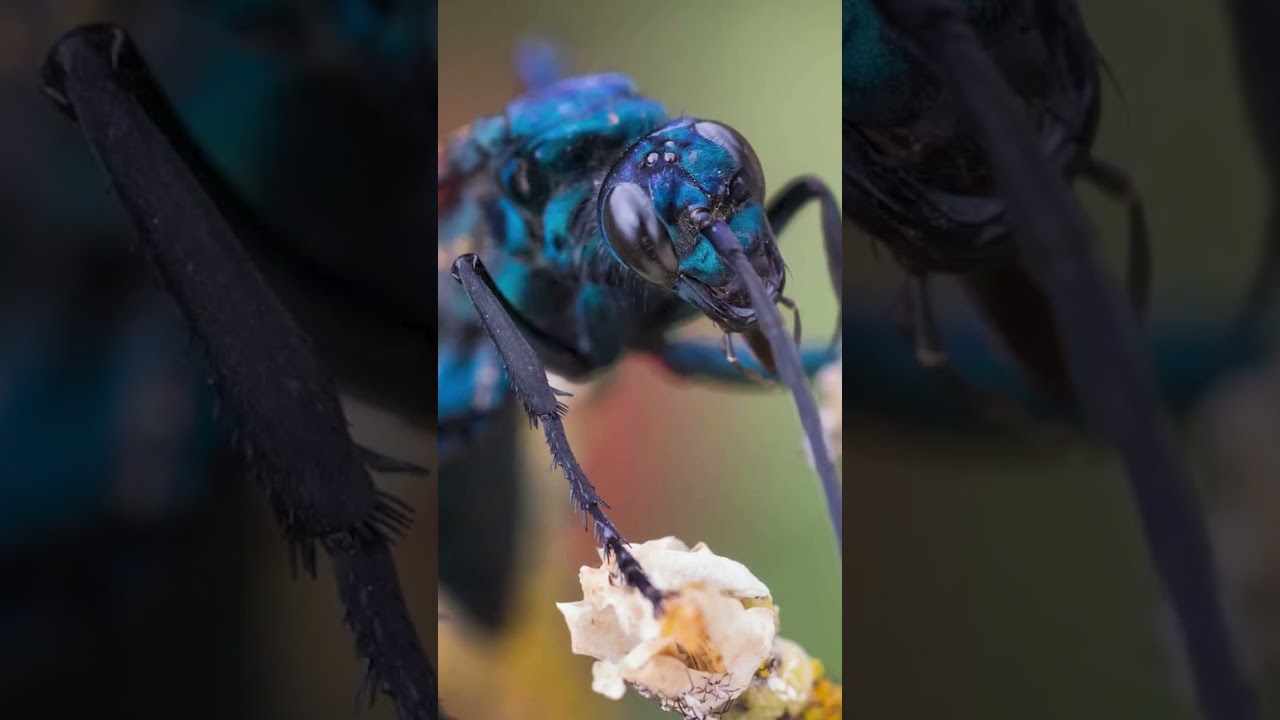 Diese WESPE killt VOGELSPINNEN