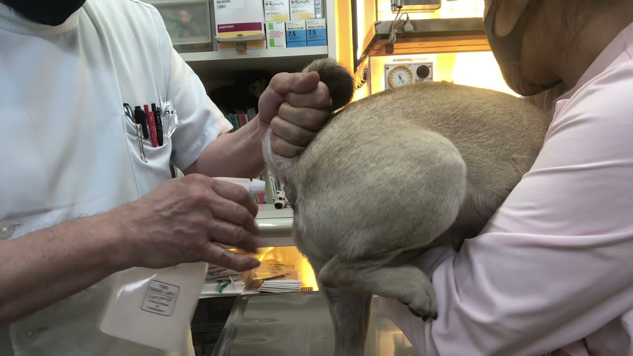 ①左角膜炎、10ヵ月齢、パグのベンちゃんの診察、体重9400g、治療、点眼、注射他