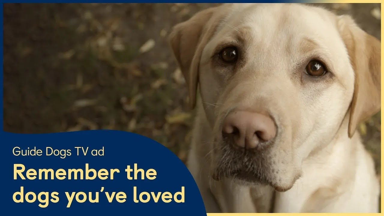 Remember Guide Dogs in Your Will | Ad - Remember the Dogs You've Loved